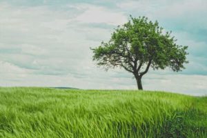 Lee más sobre el artículo La iglesia de Ohio plantará 1.500 árboles en 5 años en un esfuerzo de «restauración de la creación»