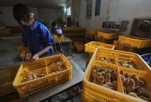 Lee más sobre el artículo China detecta el primer caso de gripe aviar H10N3 en humanos