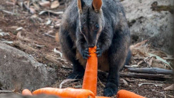 Lee más sobre el artículo HELICÓPTEROS LANZAN VERDURAS EN AUSTRALIA PARA ALIMENTAR A LOS ANIMALES AFECTADOS POR LOS INCENDIOS