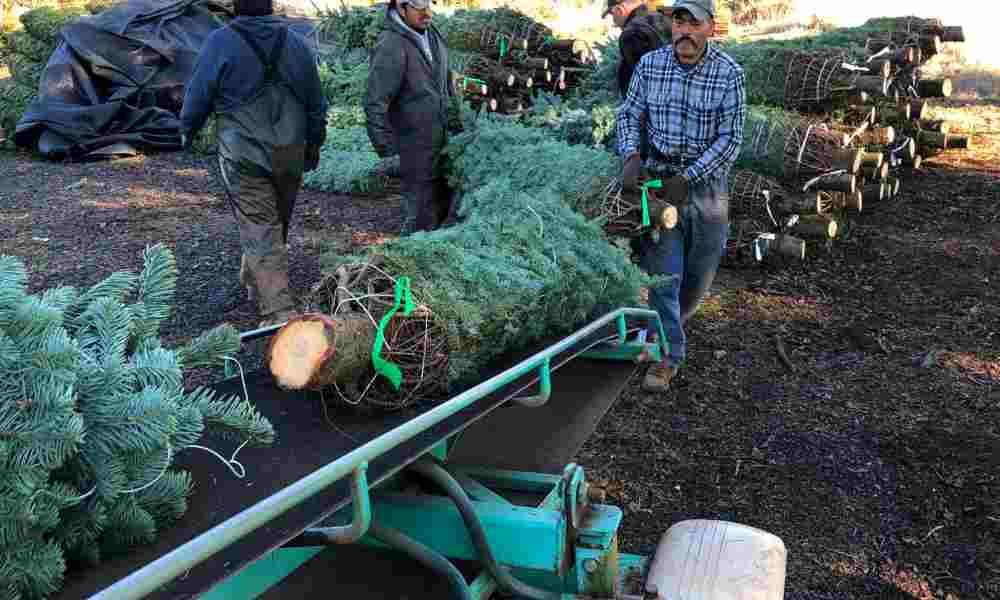 Agricultores se reunirán en Oregón para agradecer a Dios por la cosecha