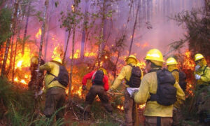 Lee más sobre el artículo Bomberos luchan contra una treintena de incendios forestales en Australia